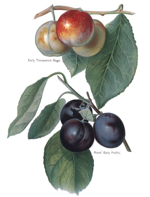 Early Transparent Gage - Fruit Growers Guide - 1880