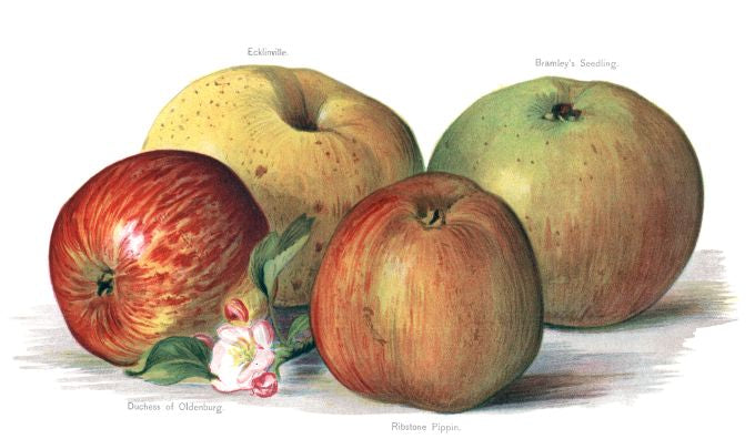 Ecklinville - Fruit Growers Guide - 1880