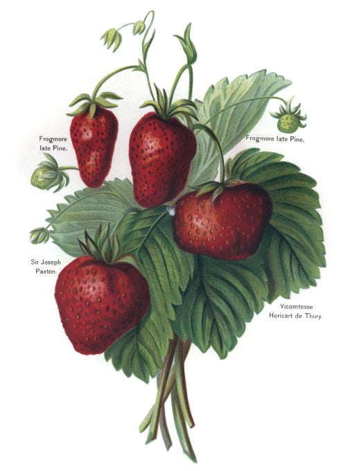 Frogmore Late Pine - Fruit Growers Guide - 1880