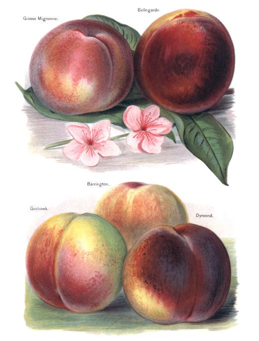 Grosse Mignonne - Fruit Growers Guide - 1880