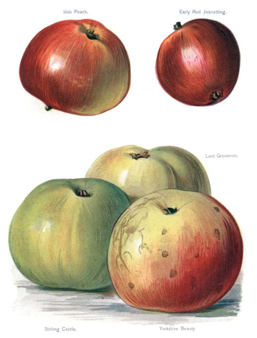 Irish Peach - Fruit Growers Guide - 1880