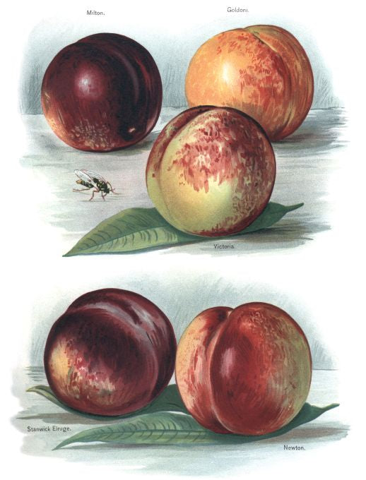 Milton - Fruit Growers Guide - 1880