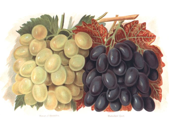 Muscat of Alexandria - Fruit Growers Guide - 1880