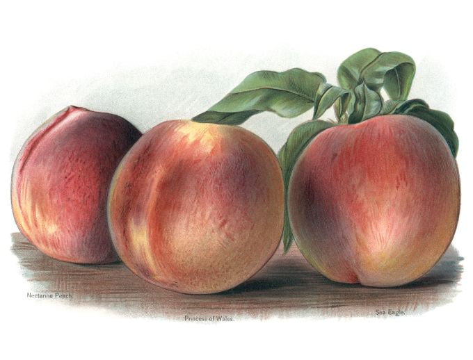 Nectarine Peach - Fruit Growers Guide - 1880