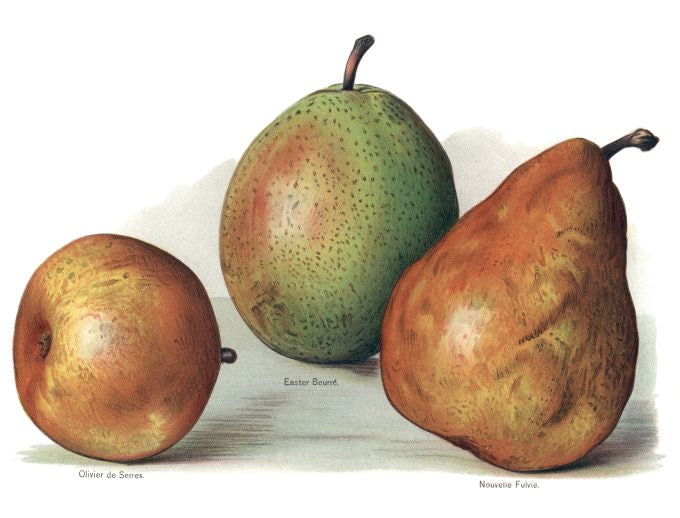 Oliver De Serres - Fruit Growers Guide - 1880