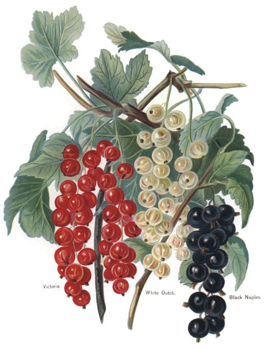 Victoria - Fruit Growers Guide - 1880