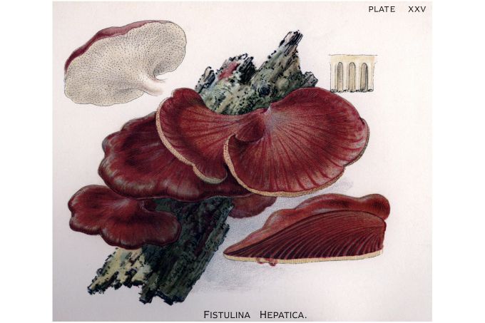 Fistulina Hepatica - Harper Publishers - 1895
