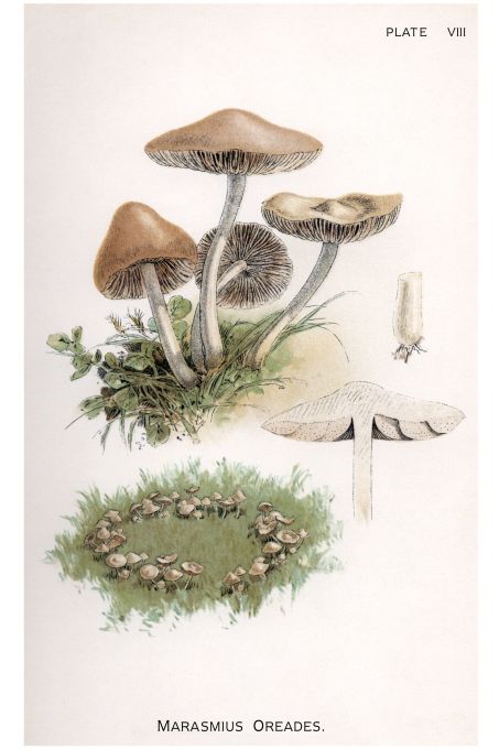 Marsmius Oreades - Harper Publishers - 1895