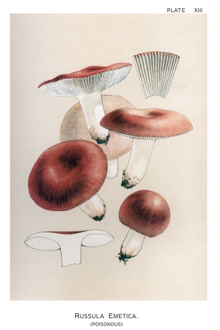 Russula Emtica - Harper Publishers - 1895