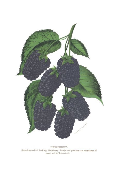 Dewberry - Seneca Seed Catalog - 1893