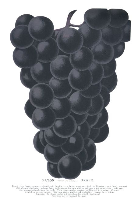 Eaton Grape - Seneca Seed Catalog - 1893