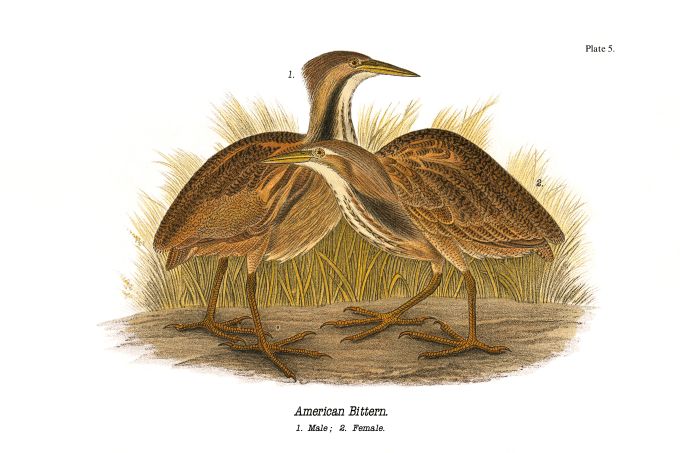 American Bittern - Birds of Pennsylvania - 1890