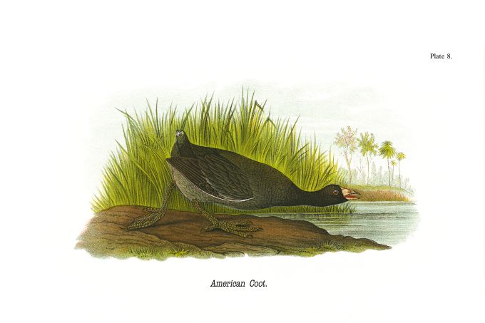 American Coot - Birds of Pennsylvania - 1891