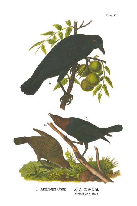 American Crow - Birds of Pennsylvania - 1892