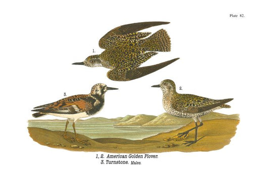 American Golden Plover - Birds of Pennsylvania - 1894