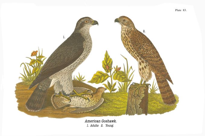 American Goshawk - Birds of Pennsylvania - 1896