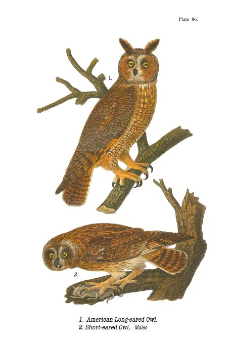 American Long Eared Owl - Birds of Pennsylvania - 1897