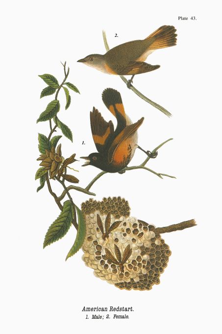 American Redstart - Birds of Pennsylvania - 1898