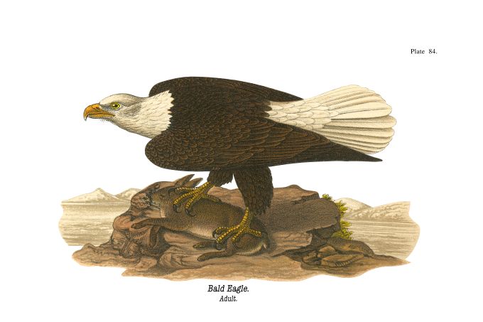 Bald Eagle - Birds of Pennsylvania - 1901