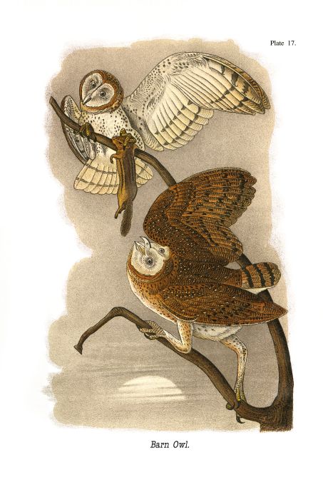 Barn Owl - Birds of Pennsylvania - 1903