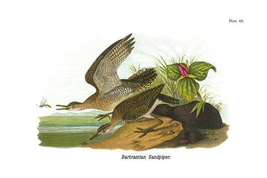 Bartramian Sandpiper - Birds of Pennsylvania - 1905