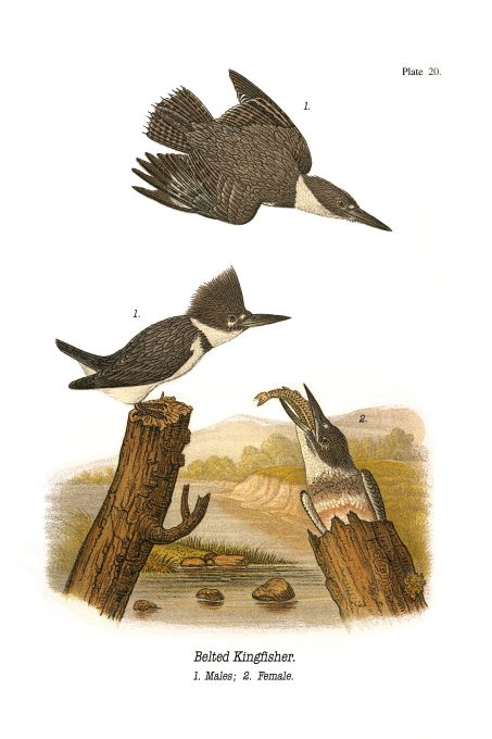 Belted Kingfisher - Birds of Pennsylvania - 1906