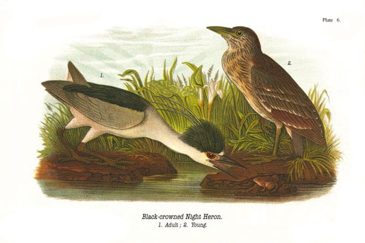 Black Crowned Night Heron - Birds of Pennsylvania - 1907