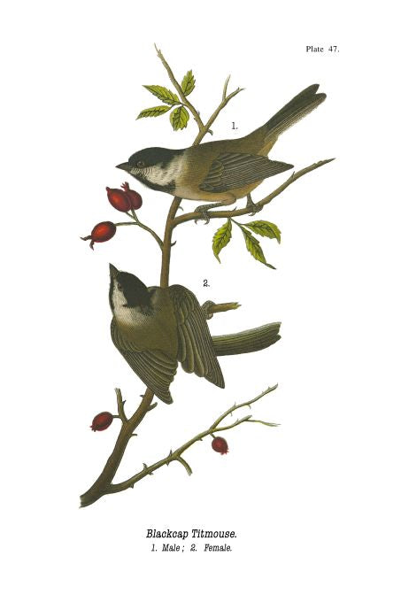 Blackcap Titmouse - Birds of Pennsylvania - 1909