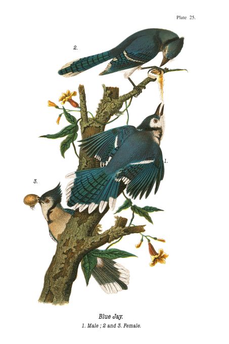 Blue Jay - Birds of Pennsylvania - 1910