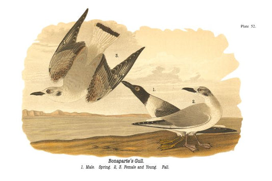 Bonaparte's Gull - Birds of Pennsylvania - 1912