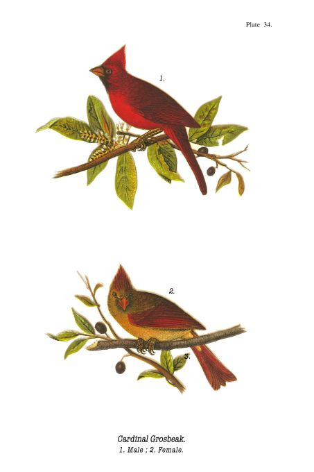 Cardinal Grosbeak - Birds of Pennsylvania - 1916