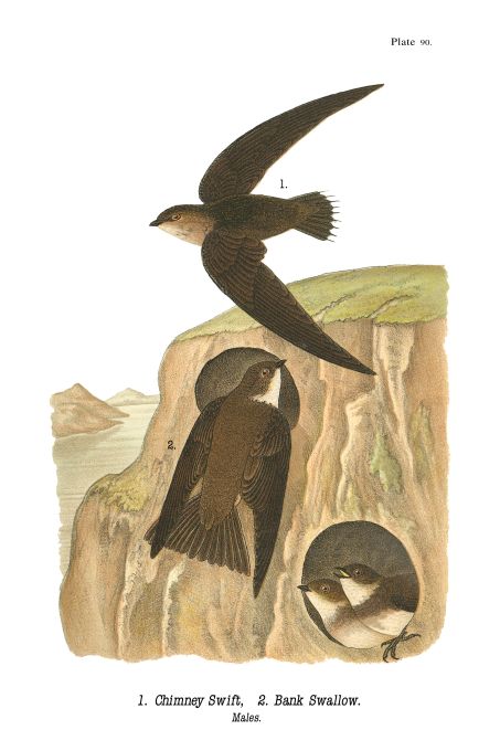 Chimney Swift - Birds of Pennsylvania - 1919