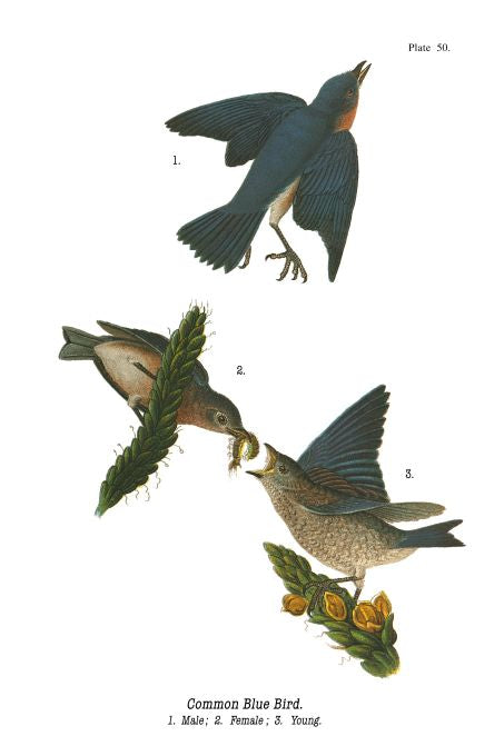 Common Blue Bird - Birds of Pennsylvania - 1921