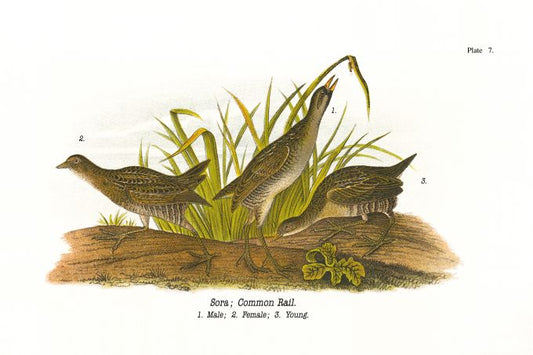 Common Rail - Birds of Pennsylvania - 1922