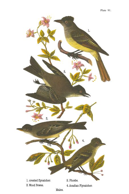 Crested Flycatcher - Birds of Pennsylvania - 1923