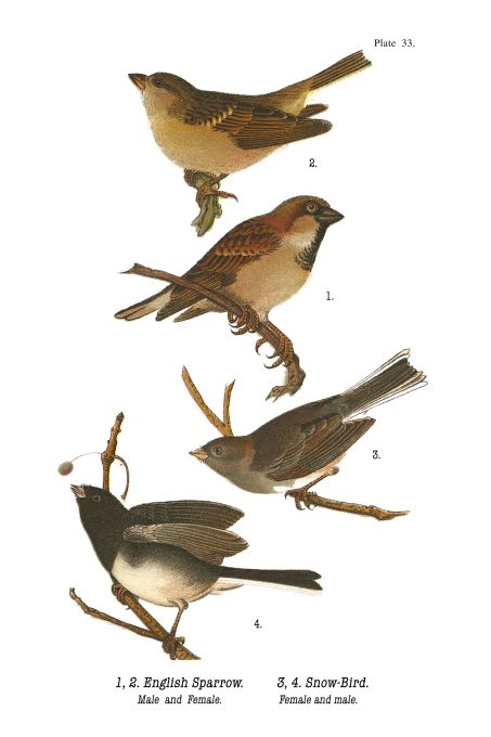English Sparrow - Birds of Pennsylvania - 1924