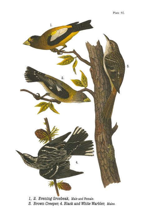 Evening Grosbeak - Birds of Pennsylvania - 1925