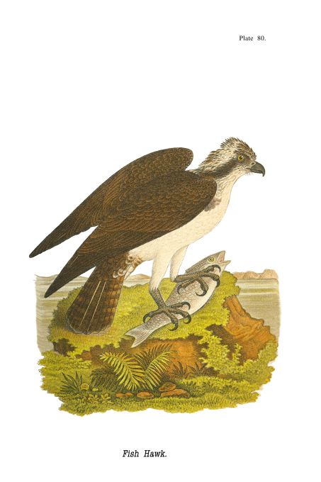 Fish Hawk - Birds of Pennsylvania - 1926