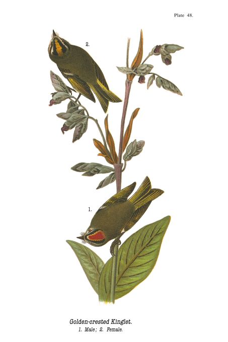 Golden Crested Kinglet - Birds of Pennsylvania - 1928