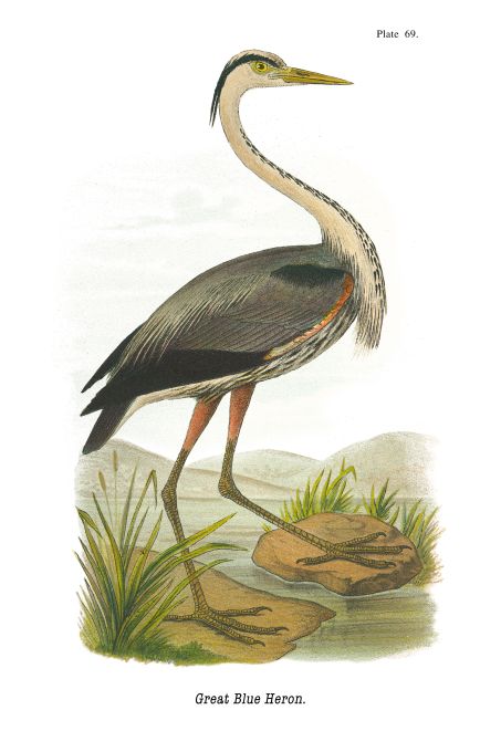 Great Blue Heron - Birds of Pennsylvania - 1929