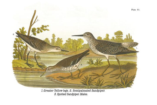 Greater Yellow Legs - Birds of Pennsylvania - 1930