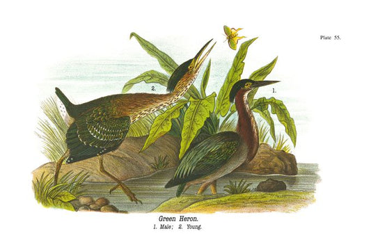 Green Heron - Birds of Pennsylvania - 1931