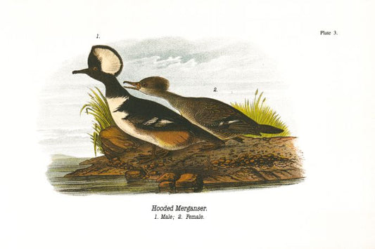 Hooded Merganser - Birds of Pennsylvania - 1933