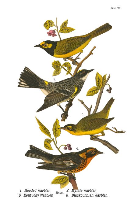 Hooded Warbler - Birds of Pennsylvania - 1934