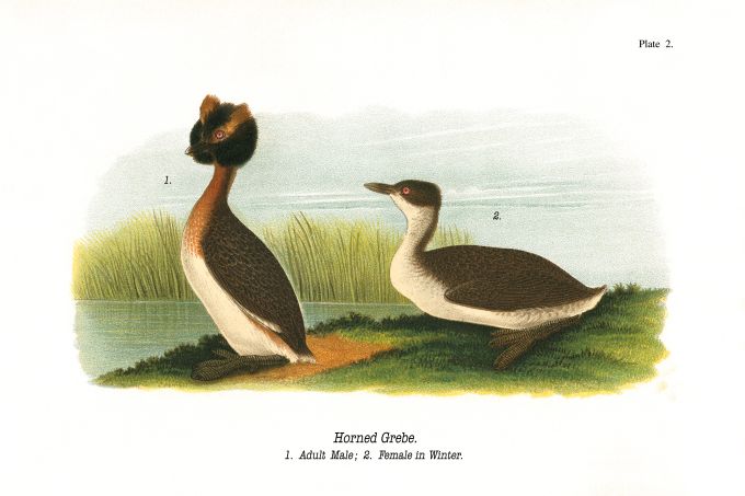 Horned Grebe - Birds of Pennsylvania - 1935