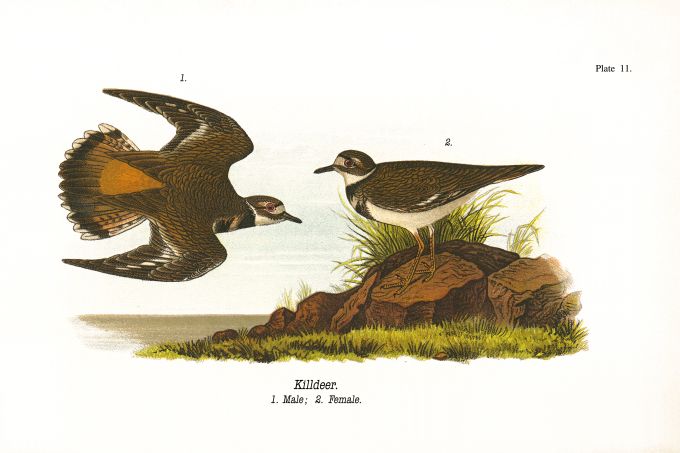 Killdeer - Birds of Pennsylvania - 1938