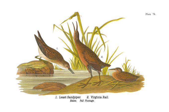 Least Sandpiper - Birds of Pennsylvania - 1939