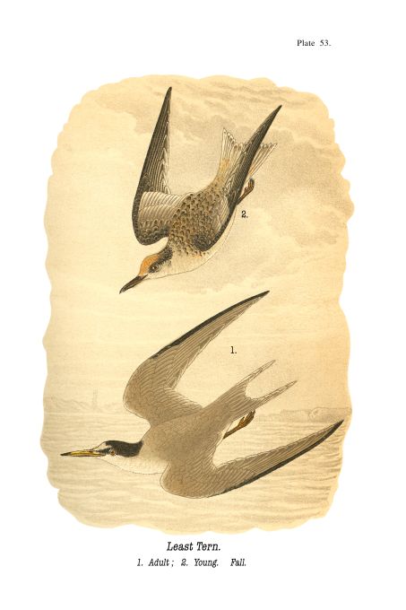 Least Tern - Birds of Pennsylvania - 1940