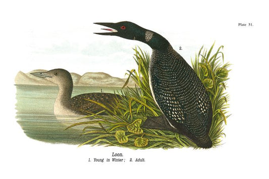 Loon - Birds of Pennsylvania - 1941