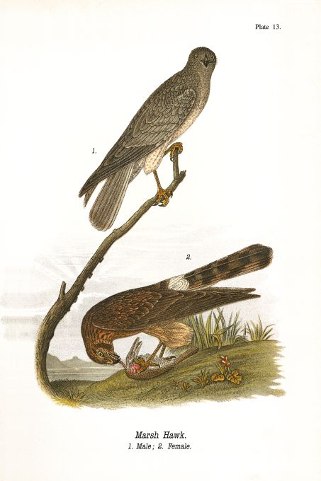 Marsh Hawk - Birds of Pennsylvania - 1942